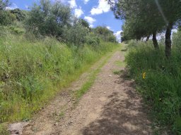 Flora del Cerro Masatrigo